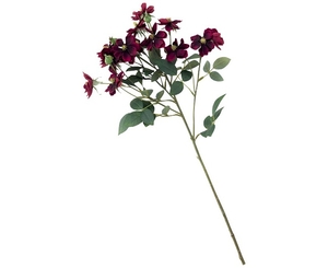 Rugosa Rose Stem
