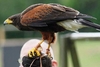 Hawk Walk Experience