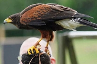 Hawk Walk Experience