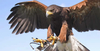 Hawk Walk for Two