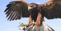 Hawk Walk for Two