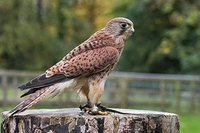 Hawksflight Falconry Birds of Prey Experience
