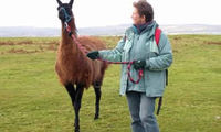 Llama Experience with Cream Tea for Two