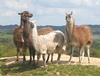 Llama Walk for Two