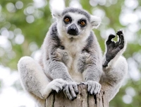 Meet the Lemurs for Two