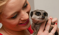 Meet the Meerkats for Two