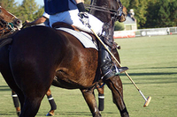 Polo Experience