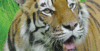 Shadow a Big Cat Keeper