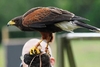 Shadow a Falconer for the day at Coda Falconry