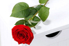 Single Rose