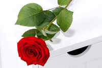 Single Rose