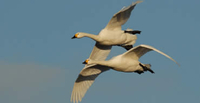 Wildfowl & Wetlands Trust Membership