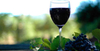Wine Tasting Workshop