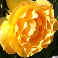 Absolutely Fabulous-rose Of The Year 2010-floribunda Bare Root Rose