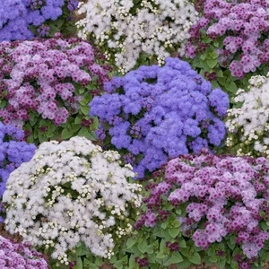 Ageratum Champion Mix - Plants