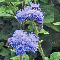 Ageratum High Tide Blue - Plants