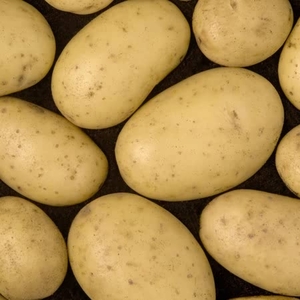 Albert Bartlett Seed Potato Isle Of Jura