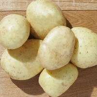 Albert Bartlett Seed Potato Vivaldi