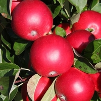 All Season Apple Tree Collection