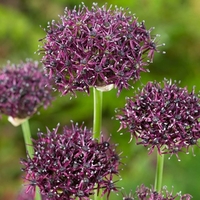 Allium Bulbs - Violet Beauty