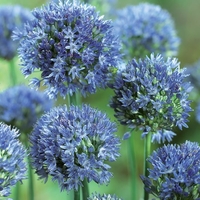 Allium Caeruleum - Allium Bulbs