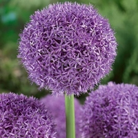 Allium Globemaster - Allium Bulbs
