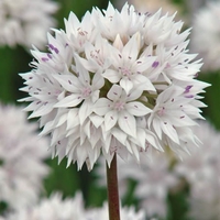 Allium Graceful Beauty - Allium Bulbs