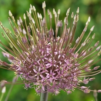 Allium Schubertii - Allium Bulbs