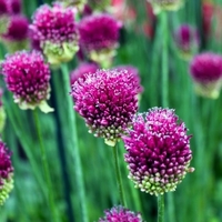 Allium Sphaerocephalon - Allium Bulbs