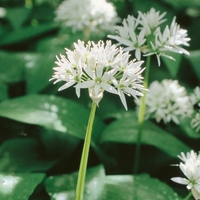 Allium Ursinum - Allium Bulbs