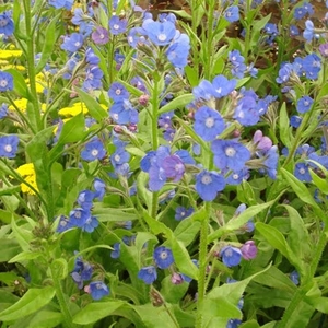 Anchusa Loddon Royalist - Bare Root Perennial X1