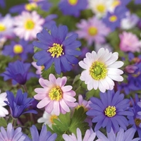 Anemone Blanda Mixed - Anemone Corms