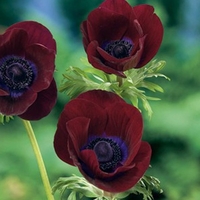 Anemone Coronaria Bordeaux - Anemone Bulbs
