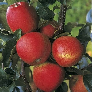 Apple Katy - Apple Tree
