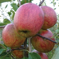 Apple Tree 