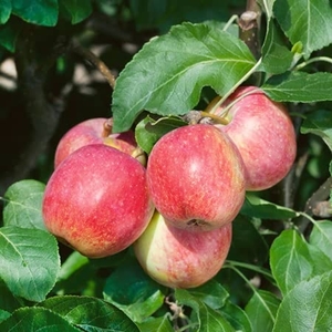 Apple Worcester Pearmain - Apple Tree