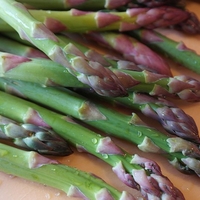 Asparagus Gijnlim - Crowns - Crowns