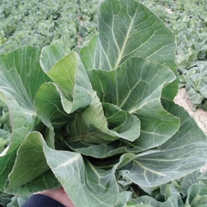 Autumn & Winter Brassica Collection-plants X 16