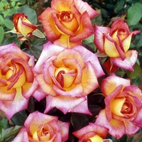 Award Winning Rose (floribunda) Sheilas Perfume - Bare Root