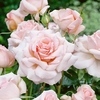 Award Winning Rose (hybrid Tea) Chandos Beauty - Bare Root