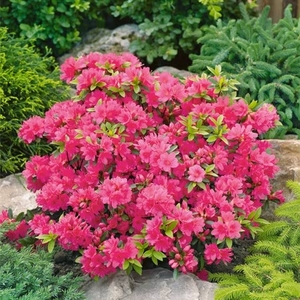 Azalea Geisha Girl 2.5l Potted Shrub