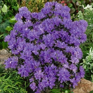 Azalea Purple Pillow 2l Potted Shrub