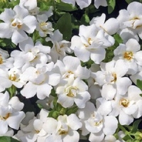 Bacopa Double White - Plants