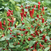 Balcony Chilli Plant Collection 1x3