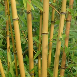 Bamboo - Phyllostachys Spectabilis 2l Potted Shrub