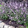 Basil African Blue - Plants