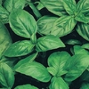 Basil Herb Plants Sweet Italian X3
