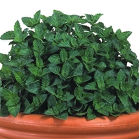 Basil Mint-plants