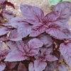 Basil Seeds Duo Pack