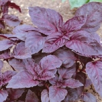 Basil Seeds Duo Pack